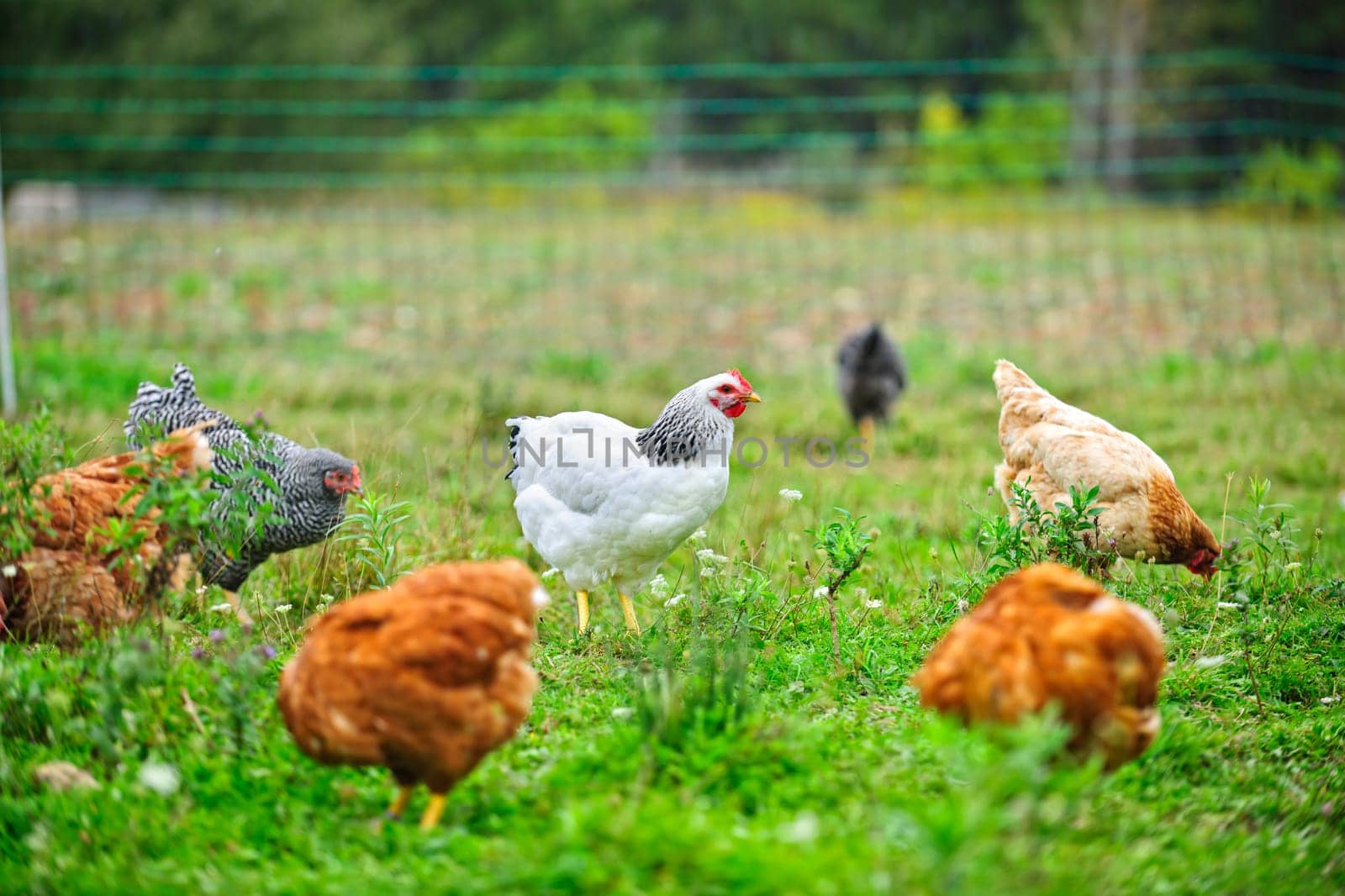 Various free range chickens feeding on grass at organic farm