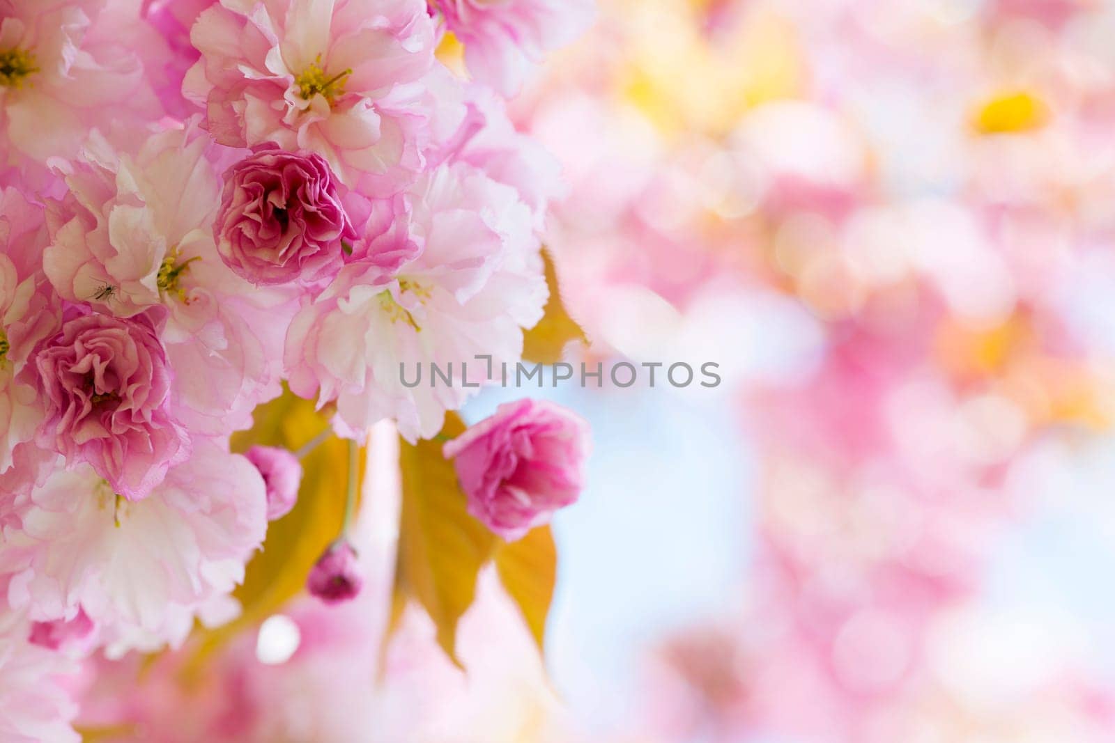 Pink cherry blossom flowers on flowering tree branch blooming in spring orchard with copy space