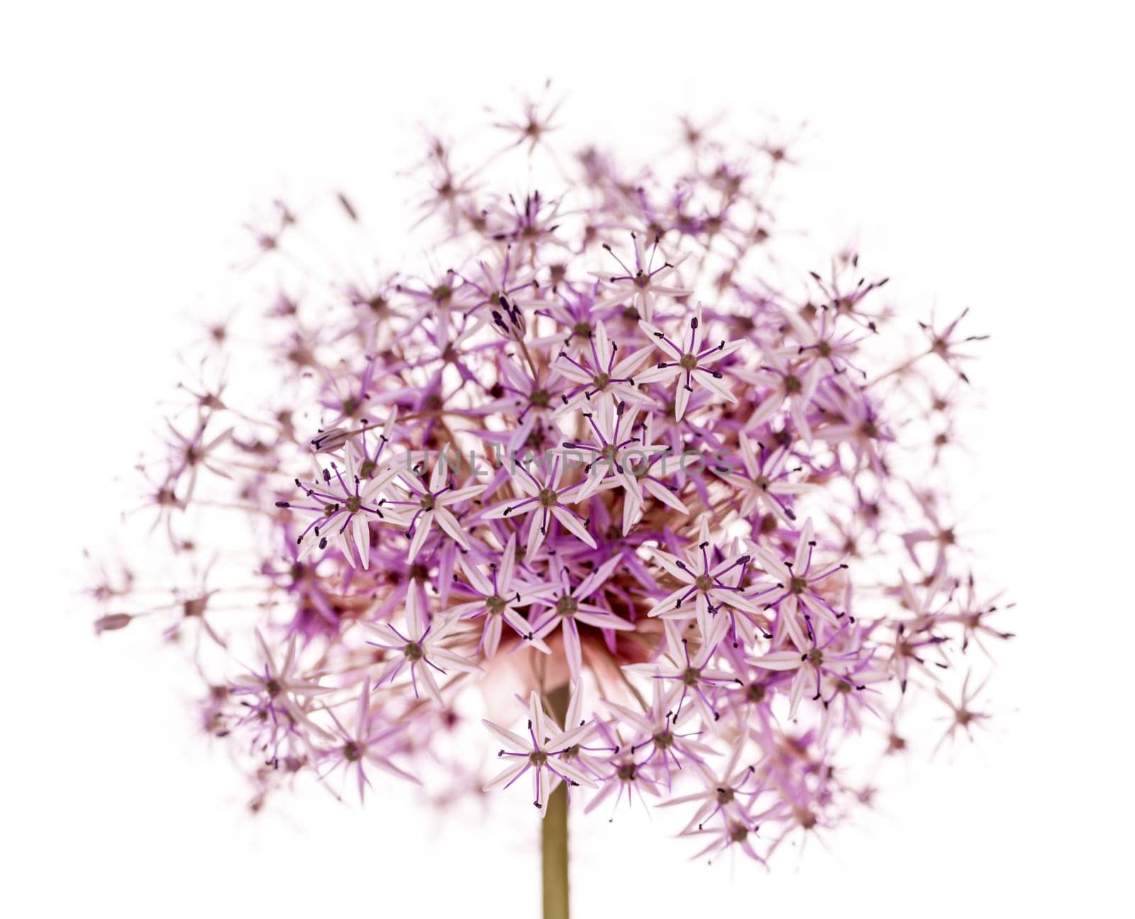 Pink and purple flowering onion flower isolated on white background