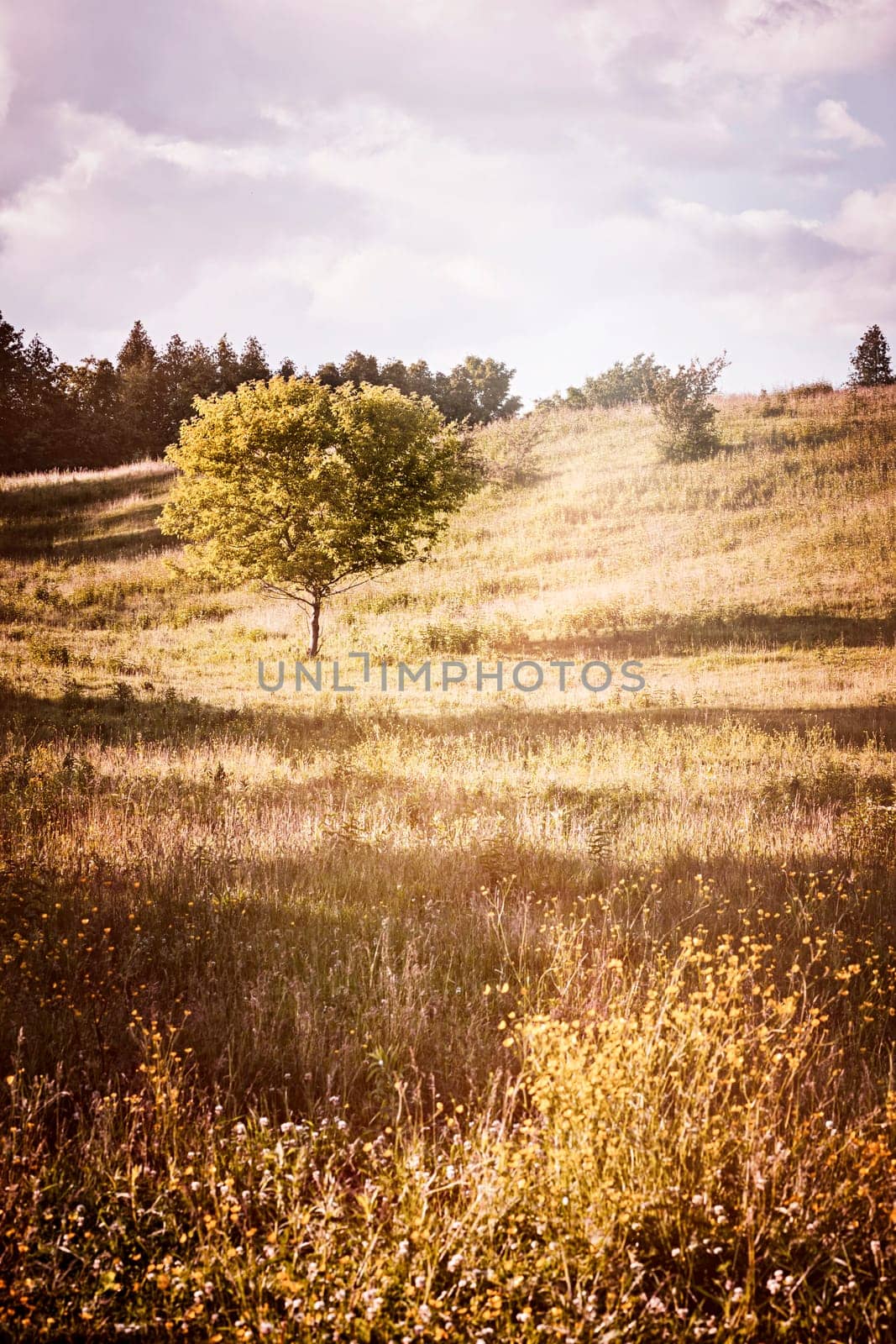 Summer landscape of countryside with single tree on warm afternoon. Ontario, Canada.