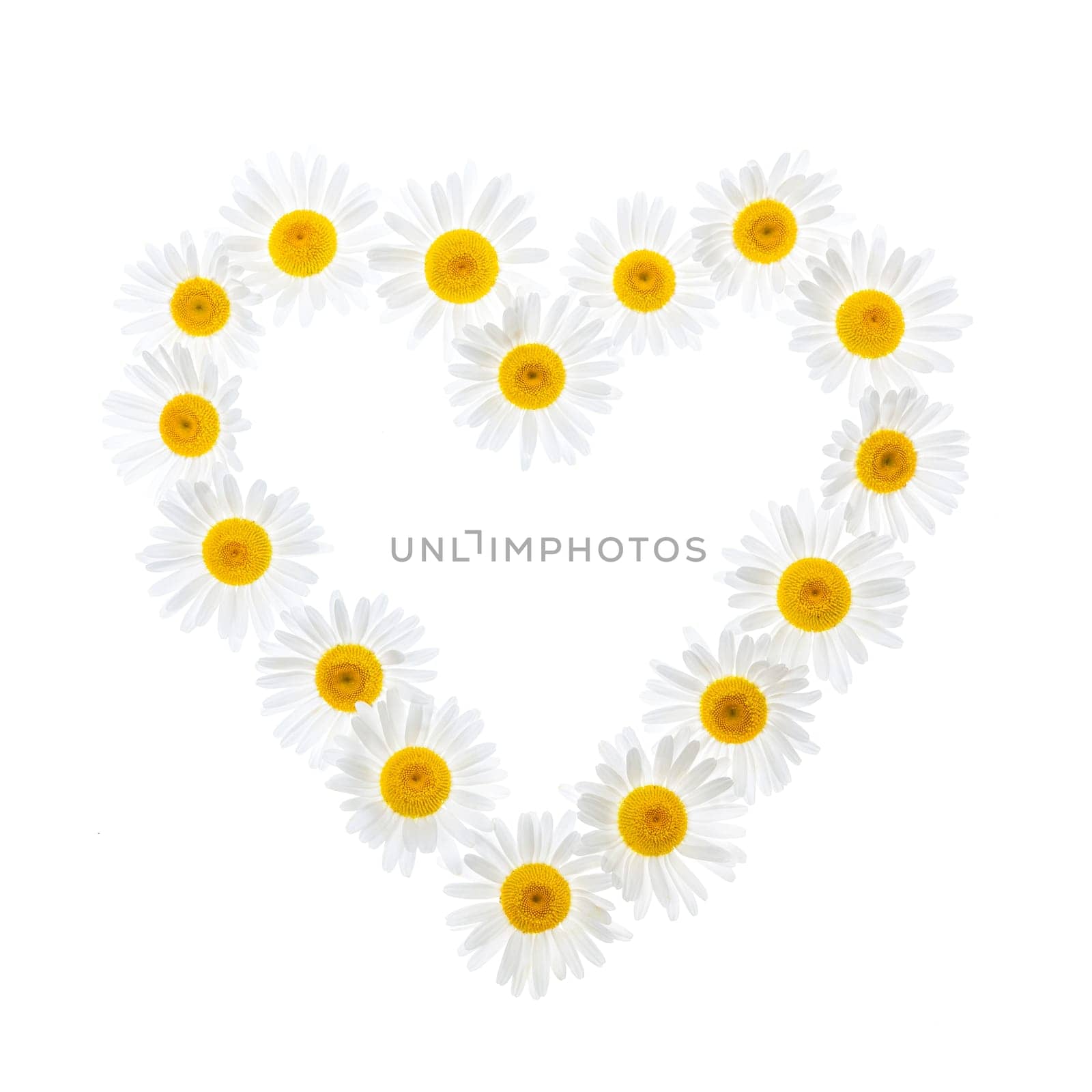 Heart shape of oxeye daisies isolated on white background