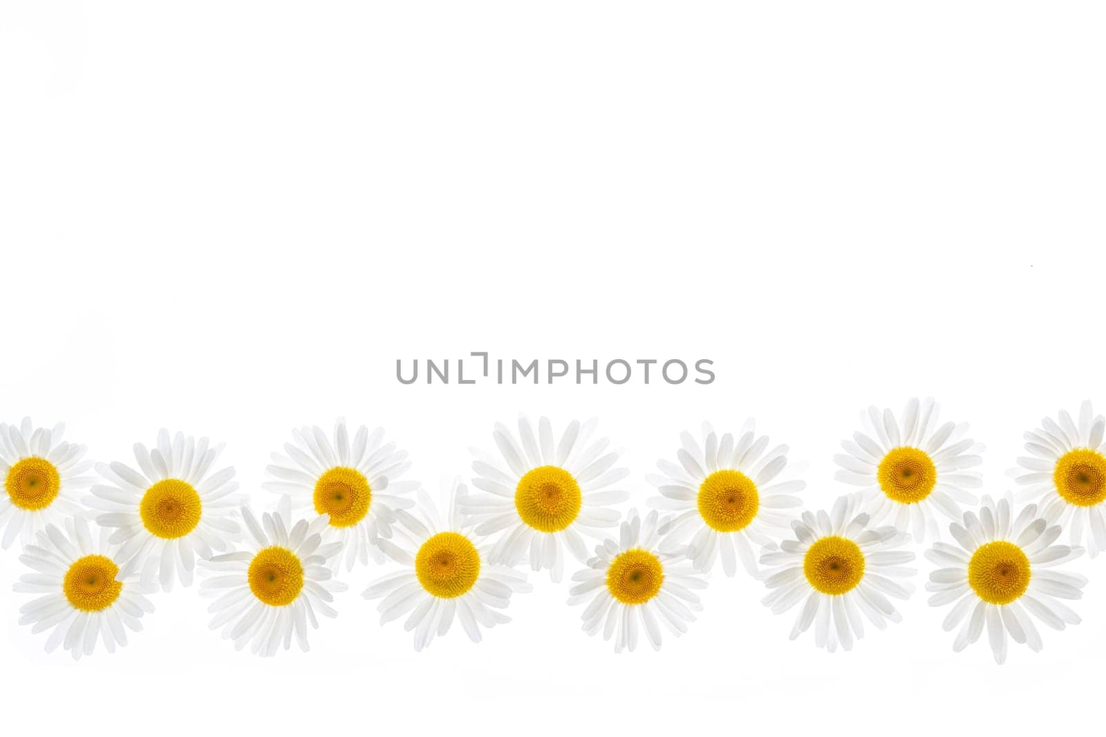 Flower border of oxeye daisies isolated on white background