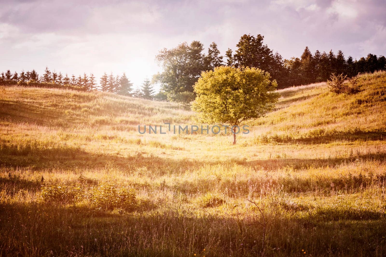 Summer landscape of countryside with single tree on warm afternoon. Ontario, Canada.