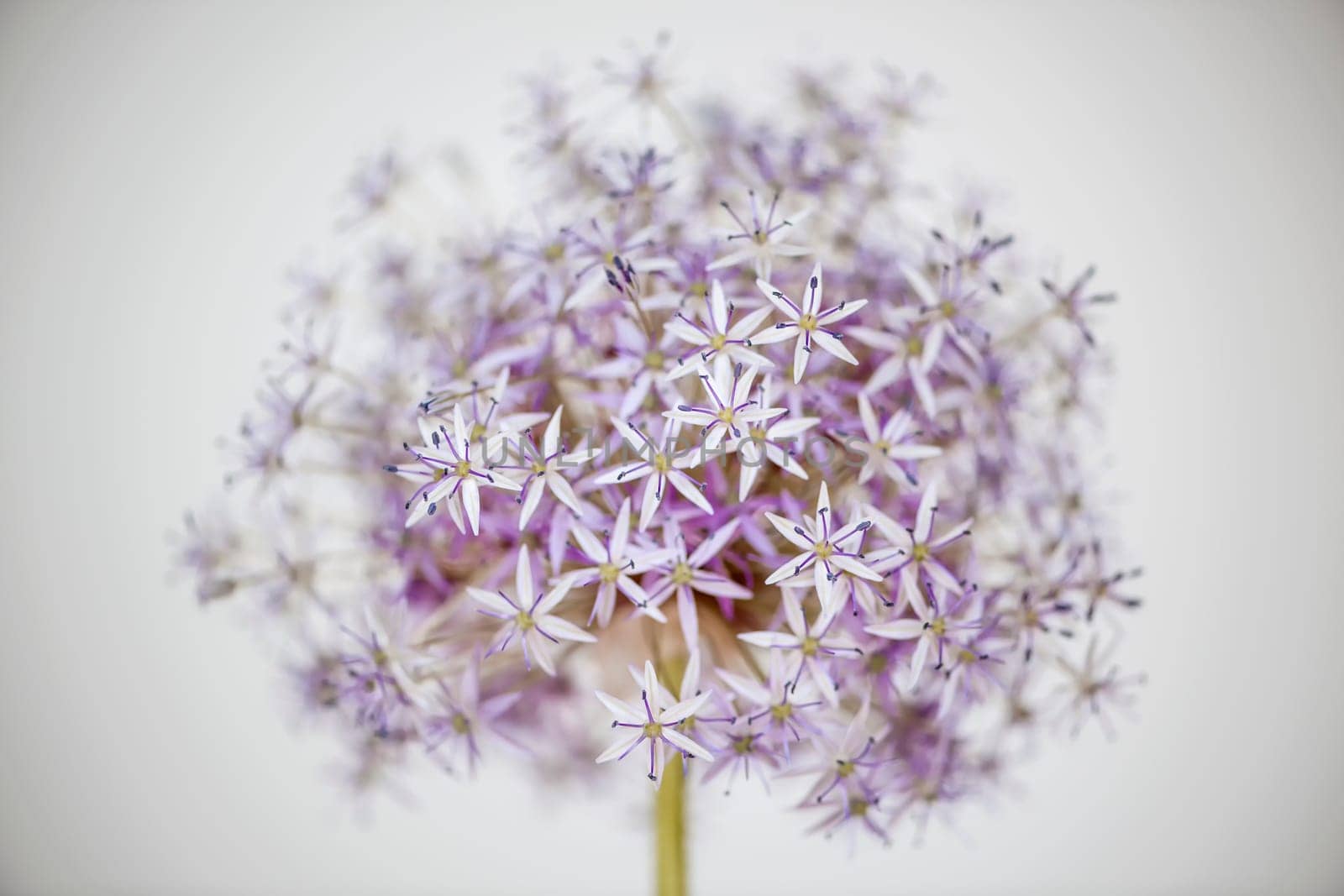 Pink and purple flowering onion flower head on white background