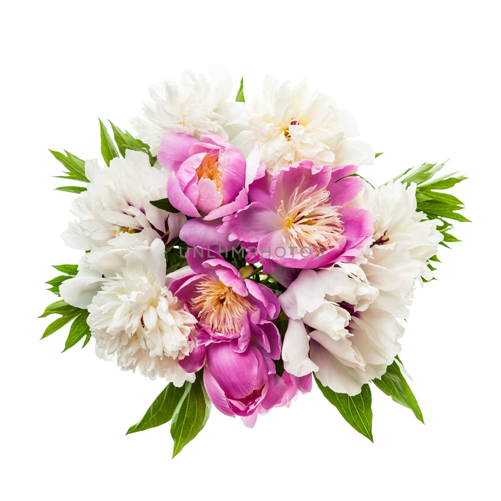 Bouquet of fresh peony flowers isolated on white background from above