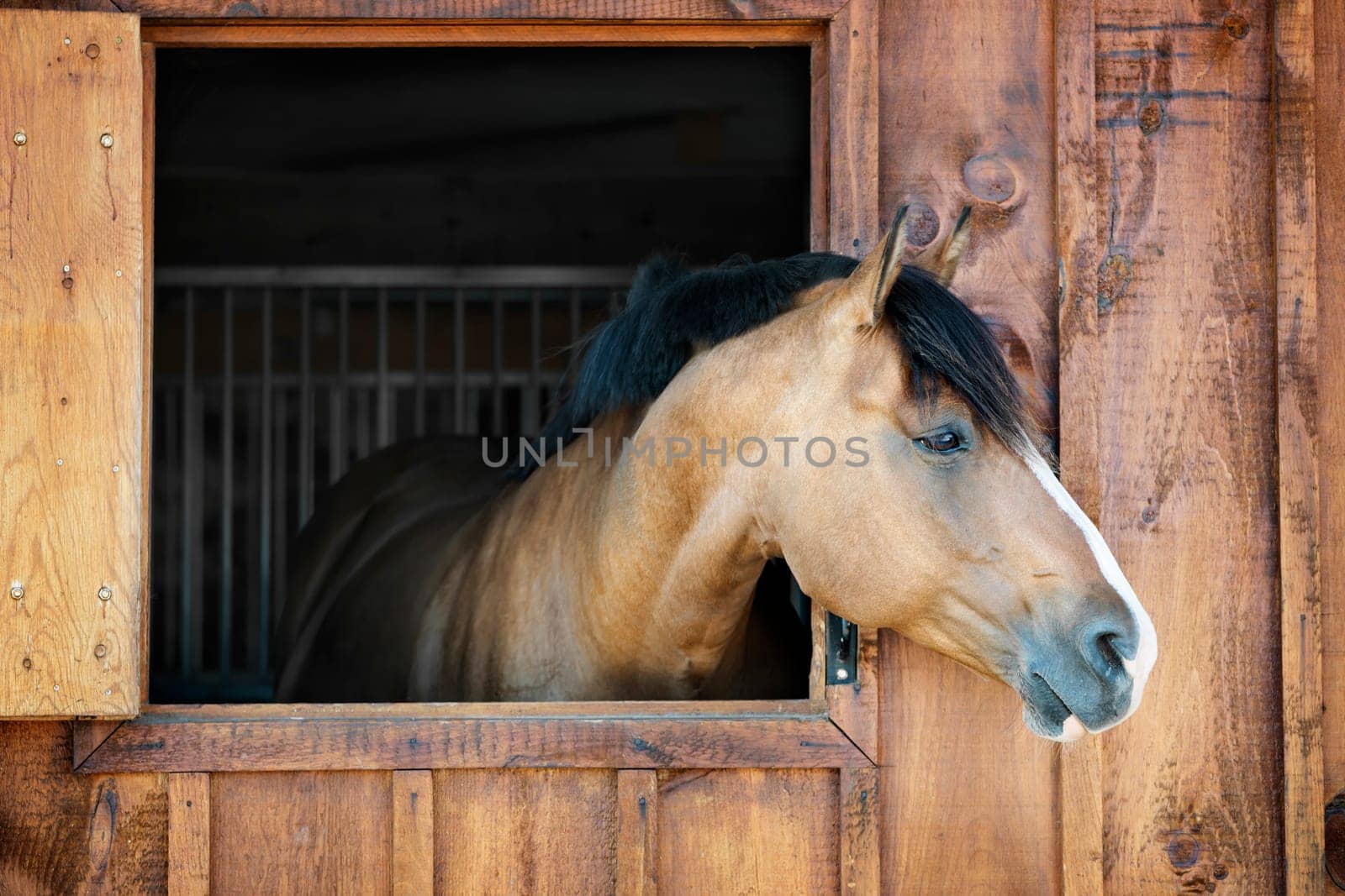 Curious brown horse looking out stable window