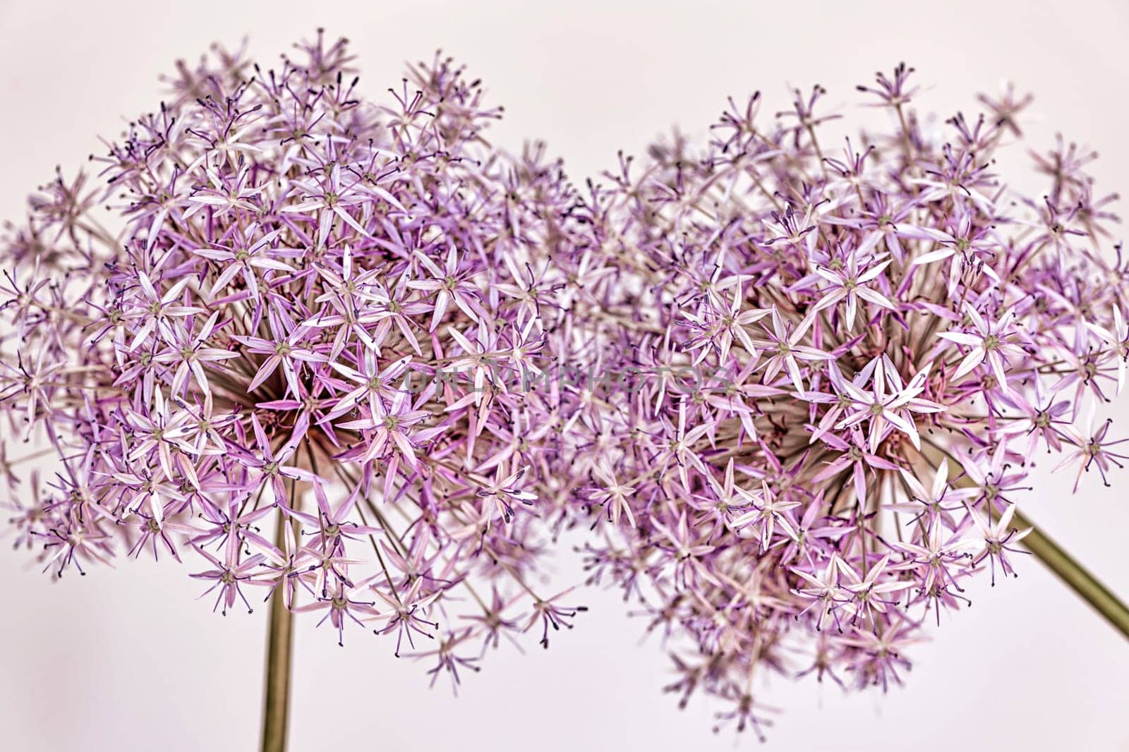 Macro closeup of pink and purple flowering onion flowers