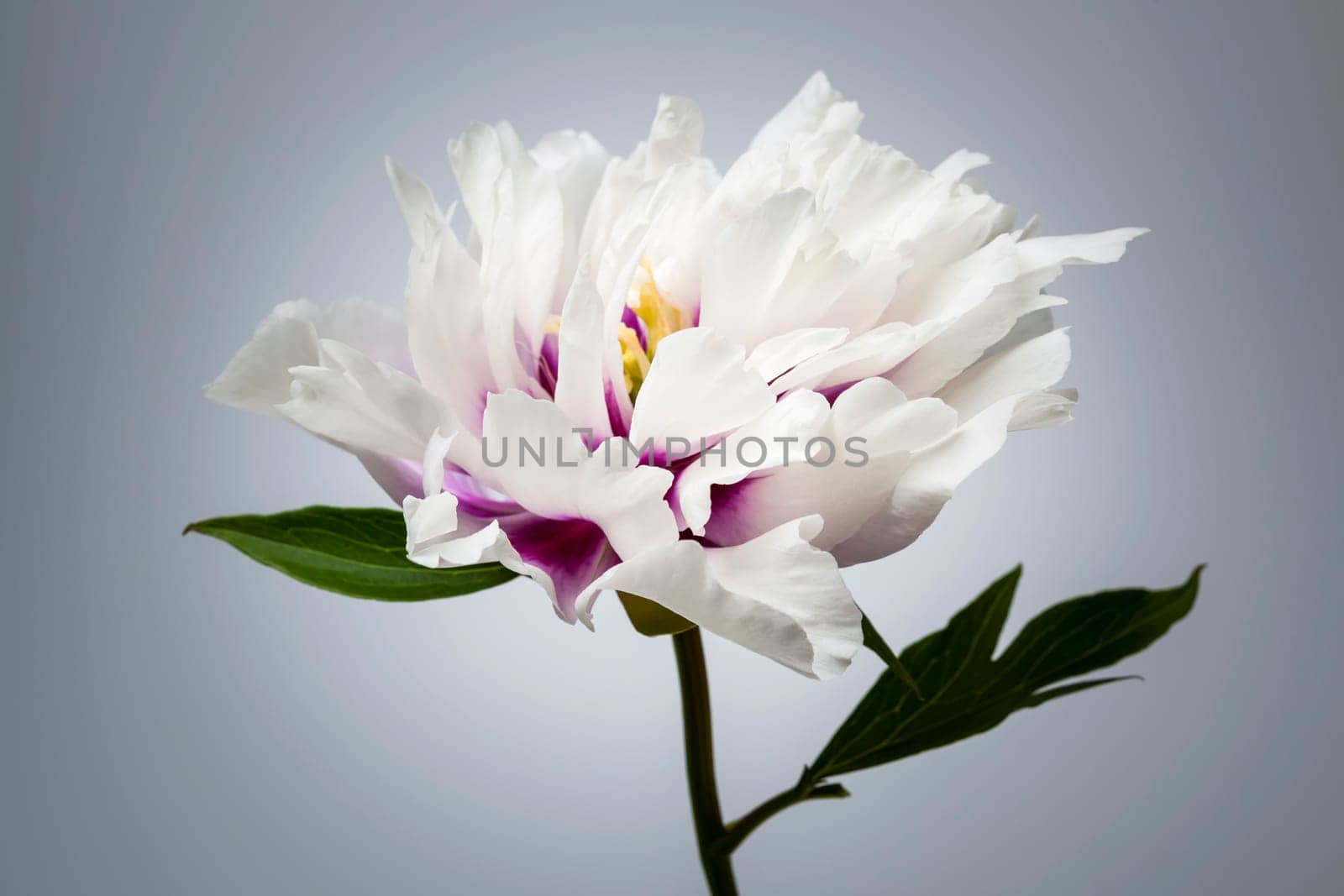 Studio closeup shot of one white and purple peony flower on gray background