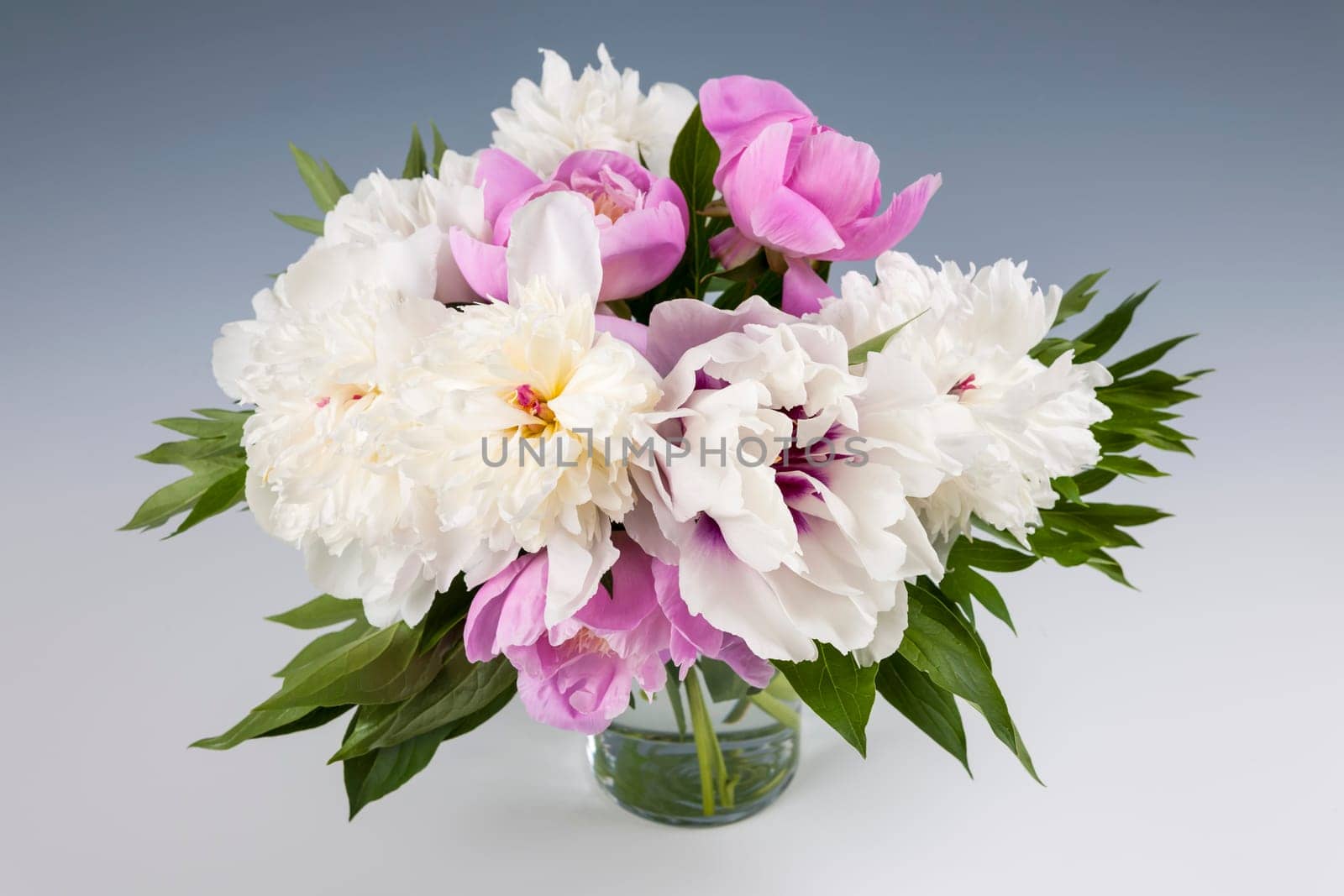 Bouquet of fresh pink and white peony flowers on gray background, studio shot
