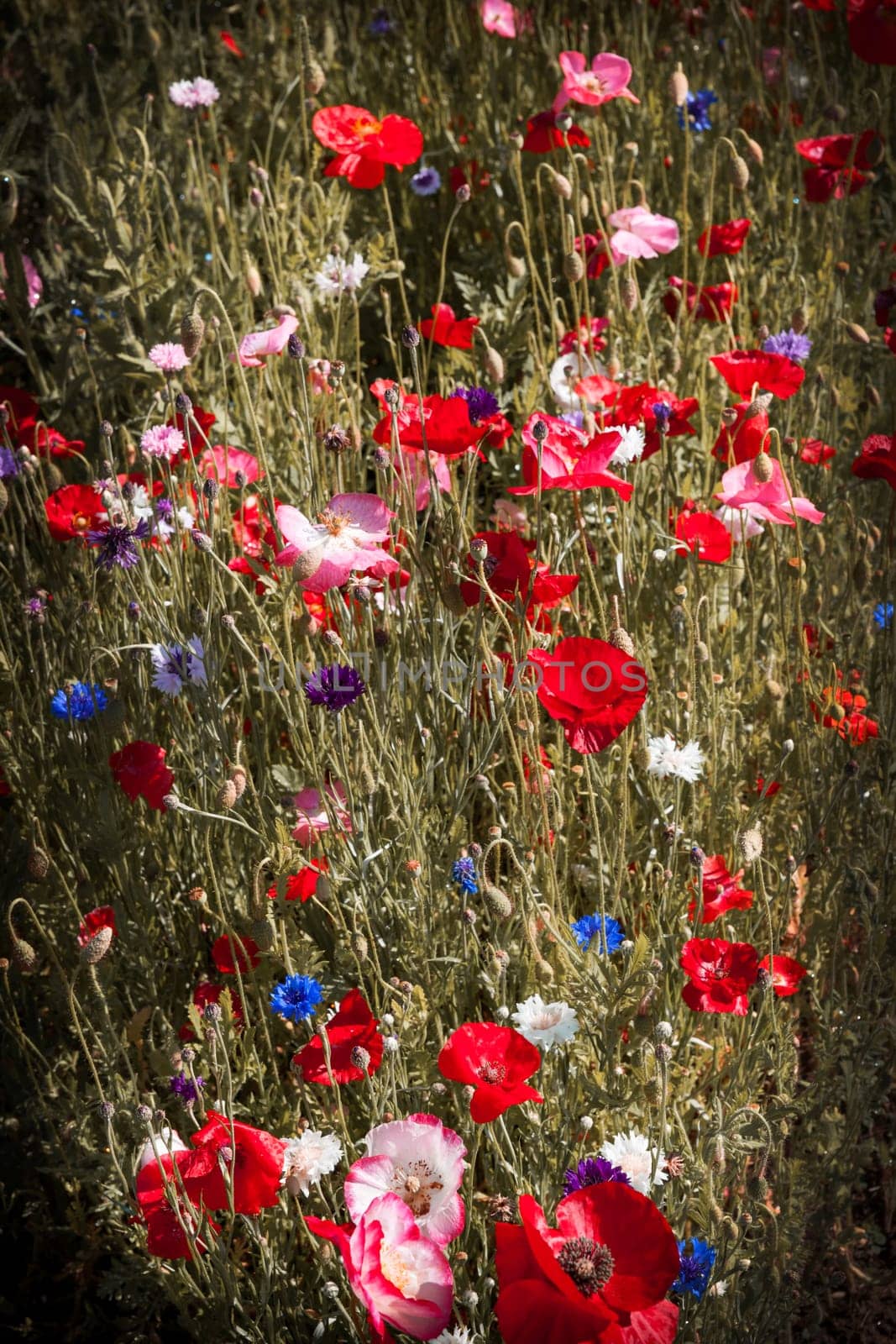 Red and pink poppies with other wildflowers in summer meadow