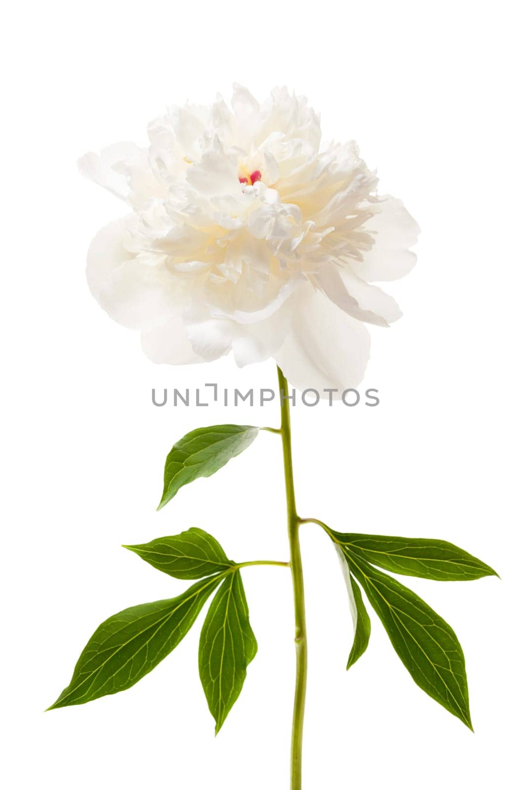 One isolated white peony flower with stem and leaves
