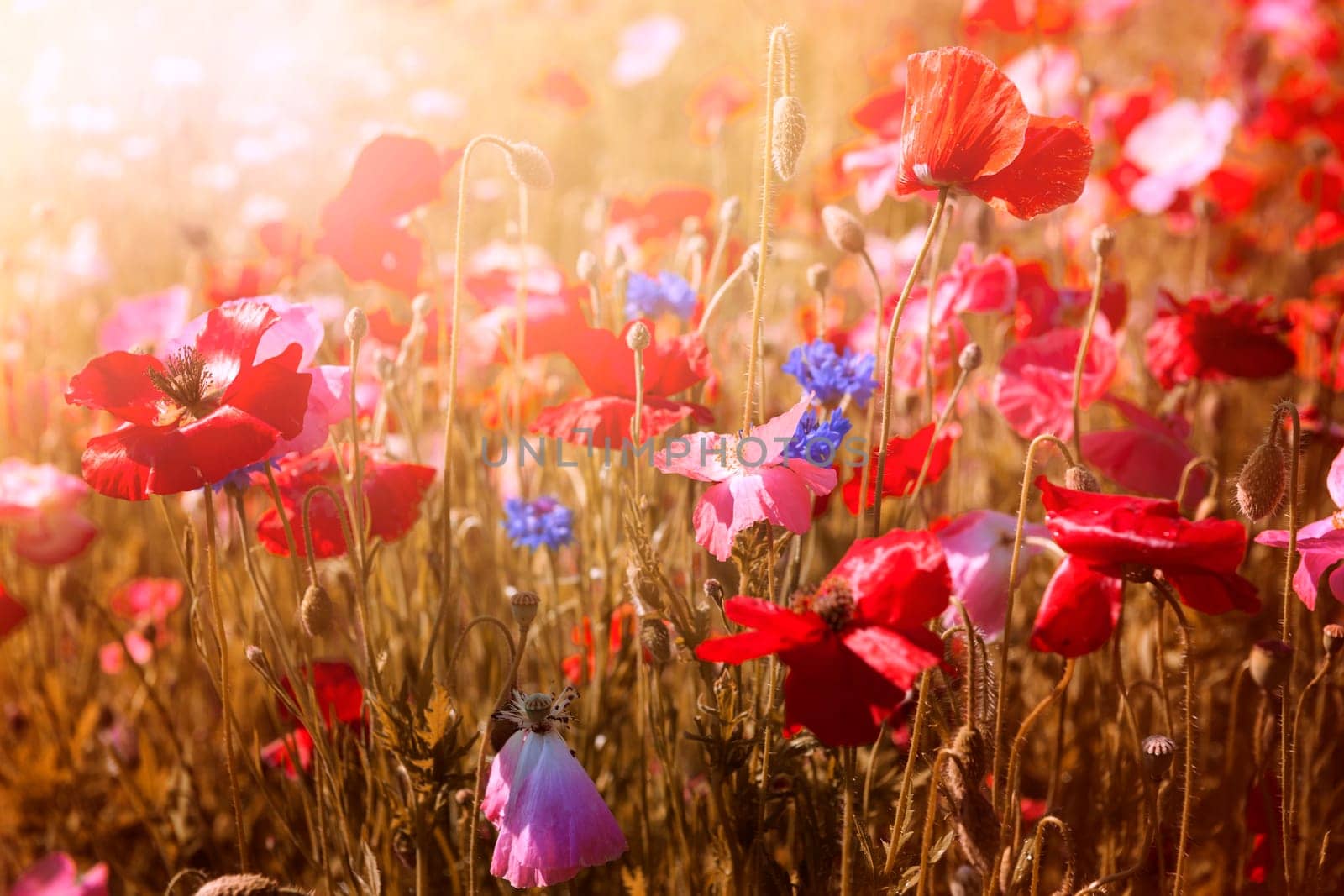 Red and pink poppies with wildflowers in sunny summer meadow