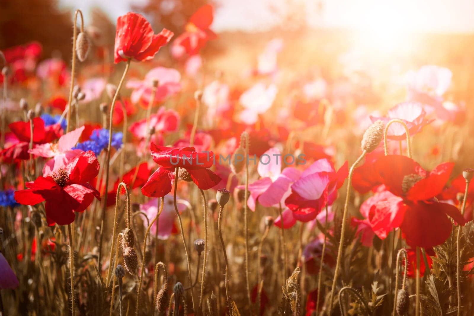 Red and pink poppies with wildflowers in sunny summer meadow