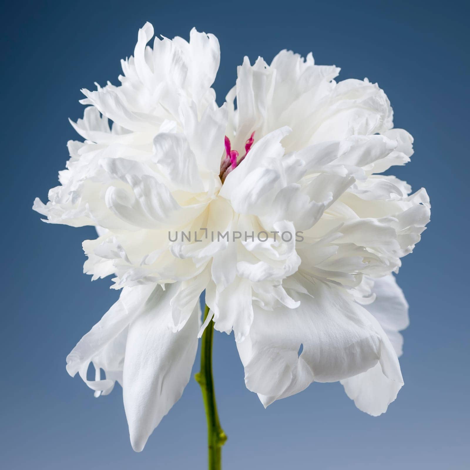 Studio closeup shot of one white peony flower on blue background
