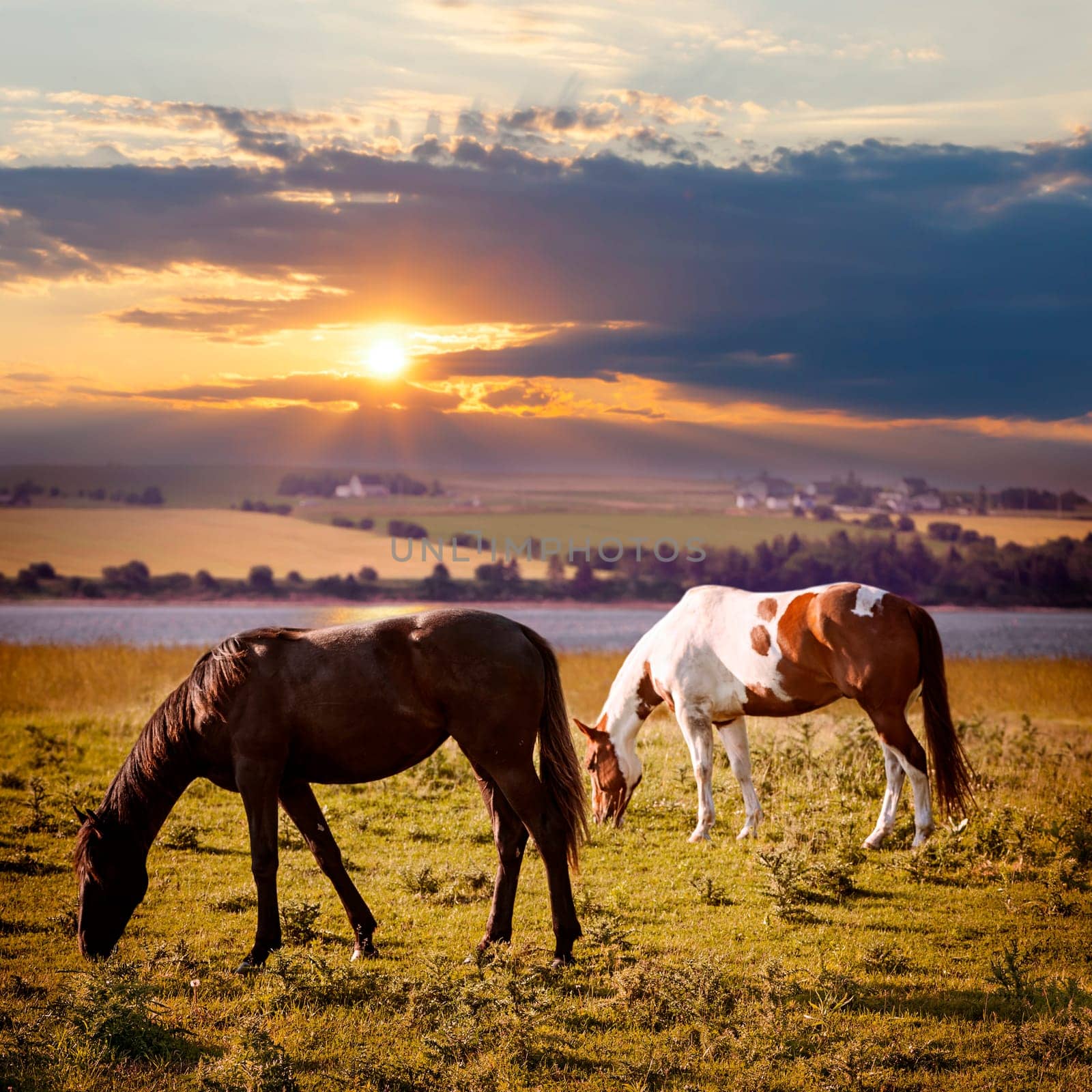 Horses grazing in a rural pasture at sunset with view of countryside