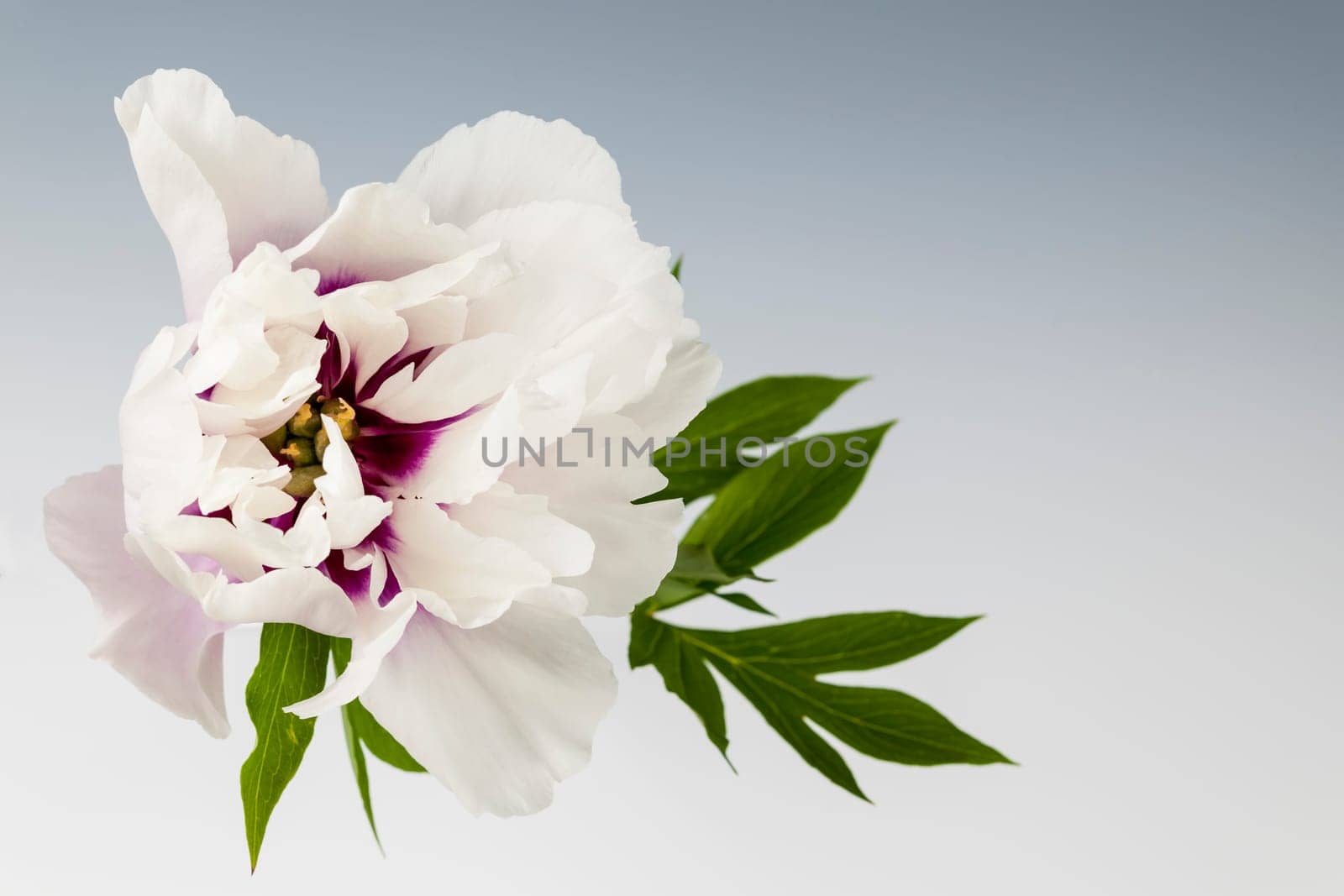 Studio shot of one white and purple peony flower from above on gray background