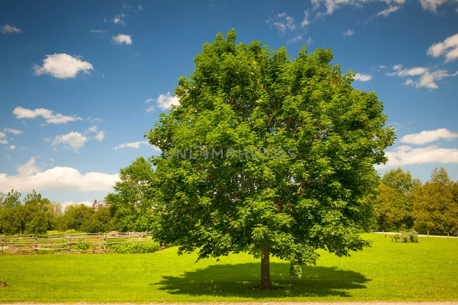 Large single maple tree on sunny summer day in green field with blue sky