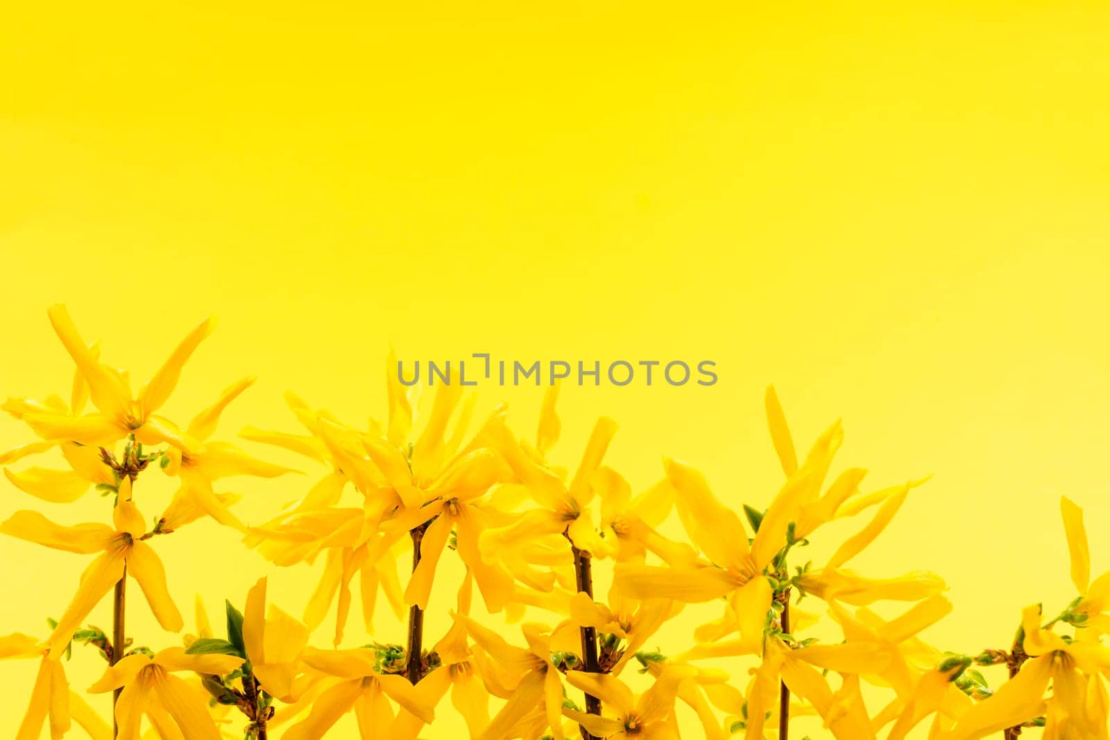 Spring yellow background with fresh forsythia flowers