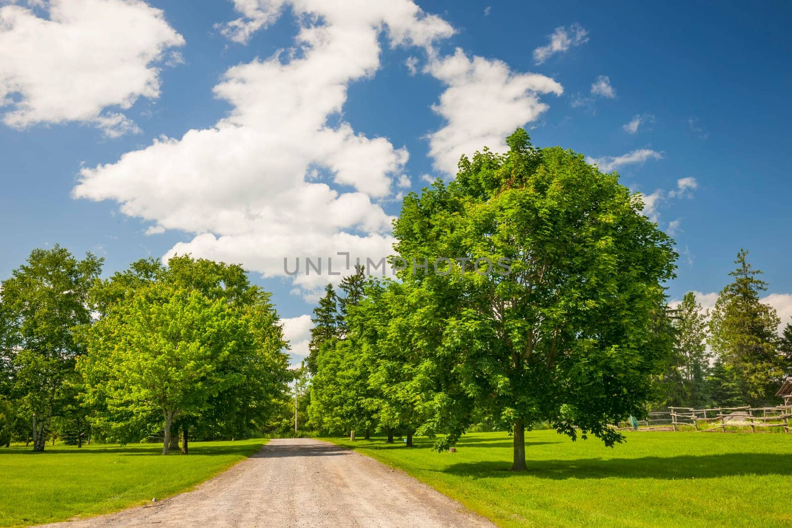 Summer landscape with rural road, lush maple trees and blue sky