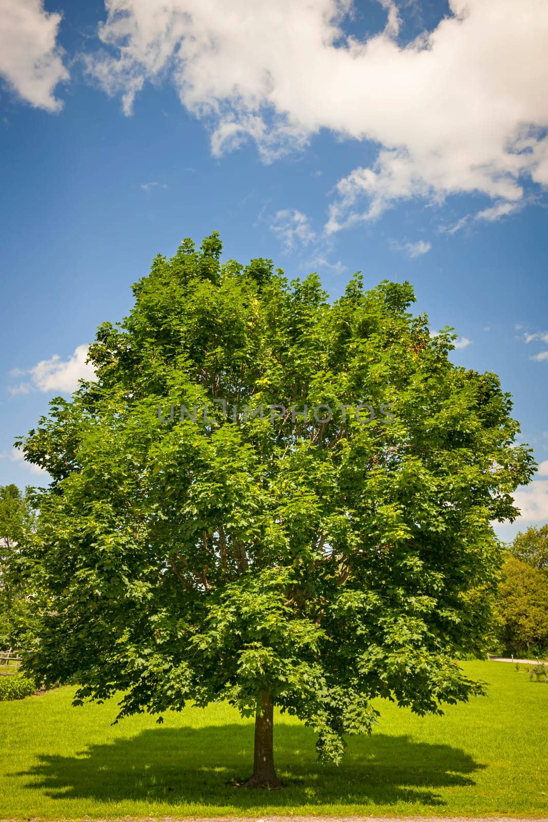 Large single maple tree on sunny summer day in green field with blue sky