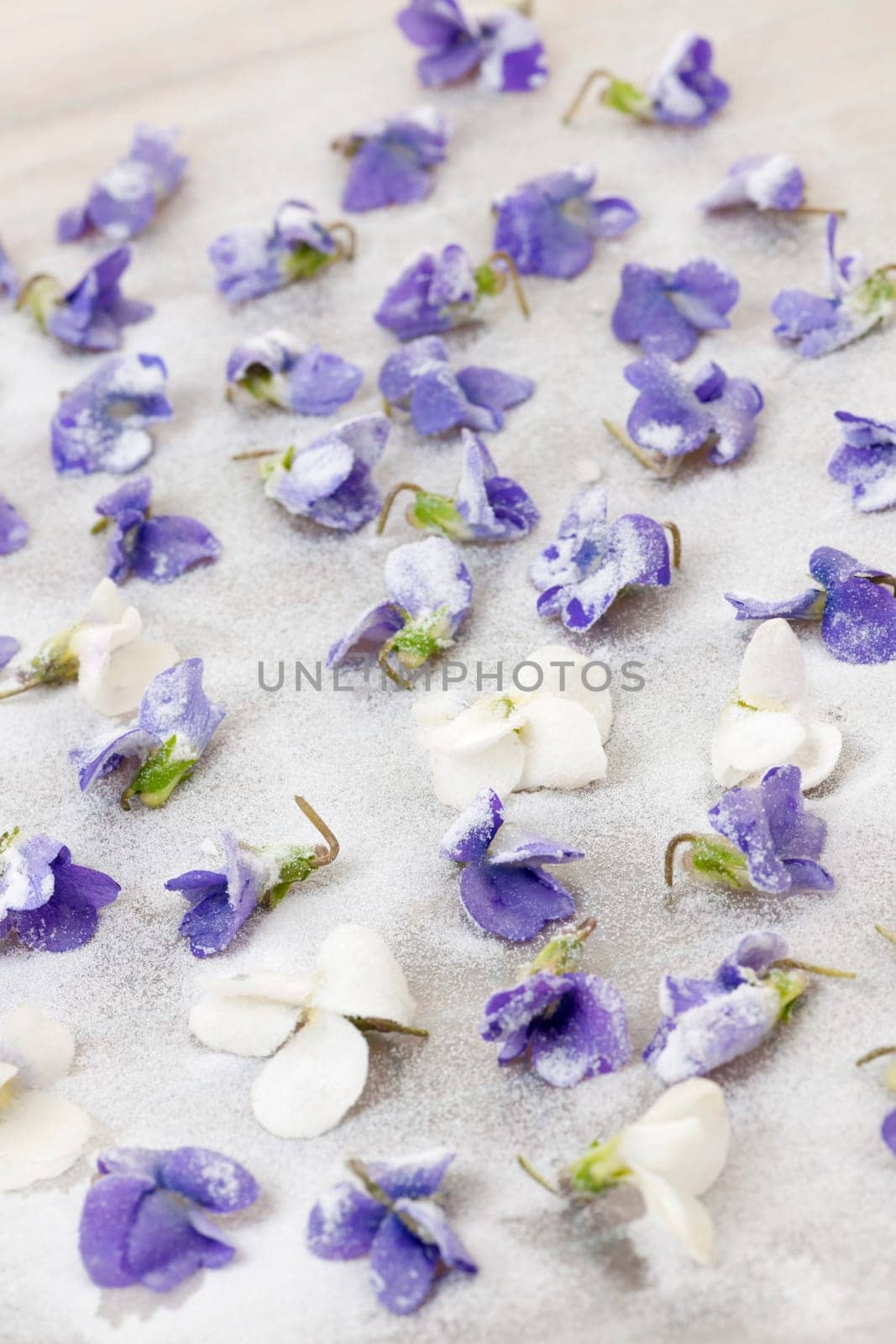 Candied sugared violet flowers drying on parchment paper