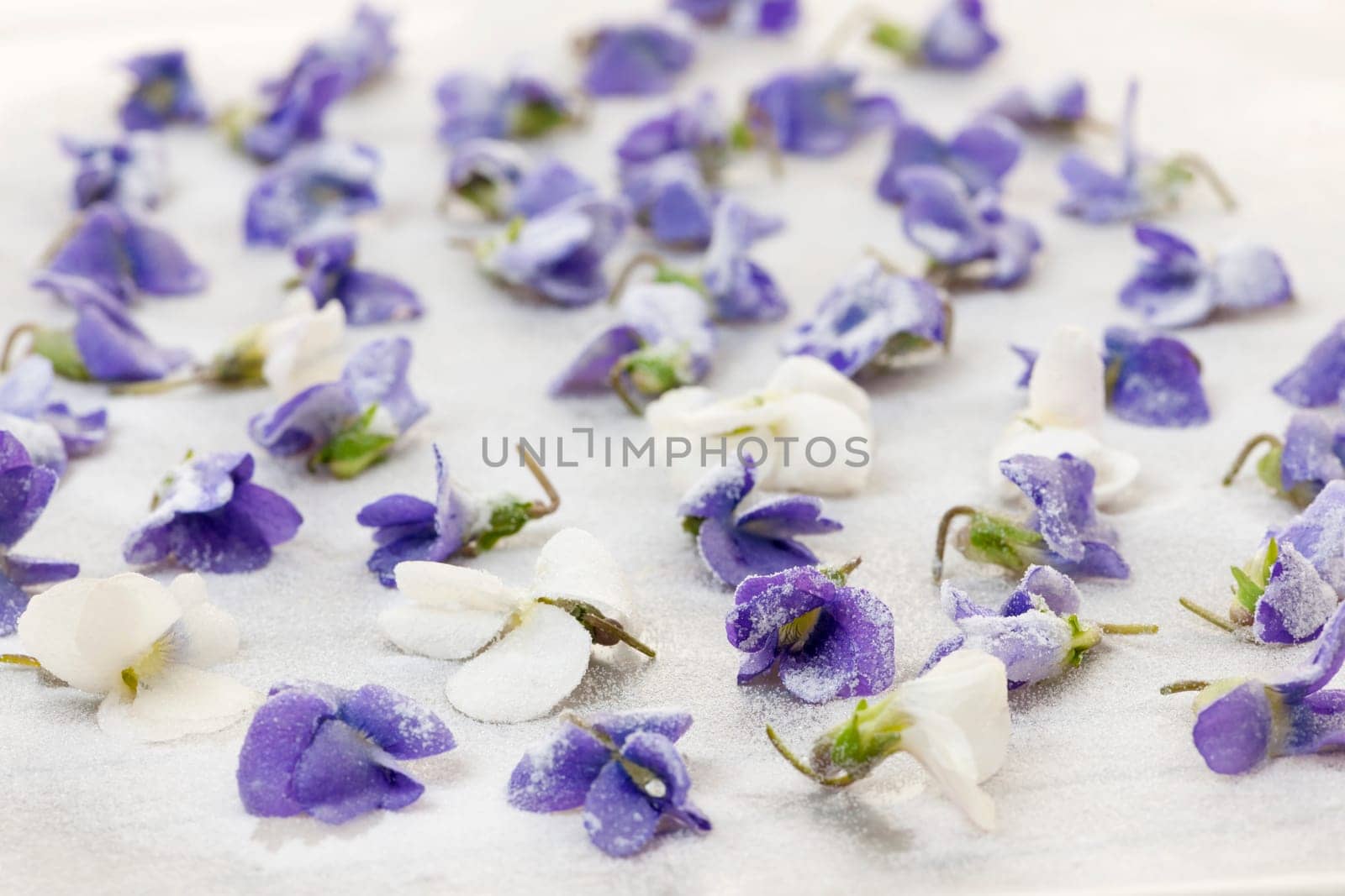 Candied sugared violet flowers drying on parchment paper