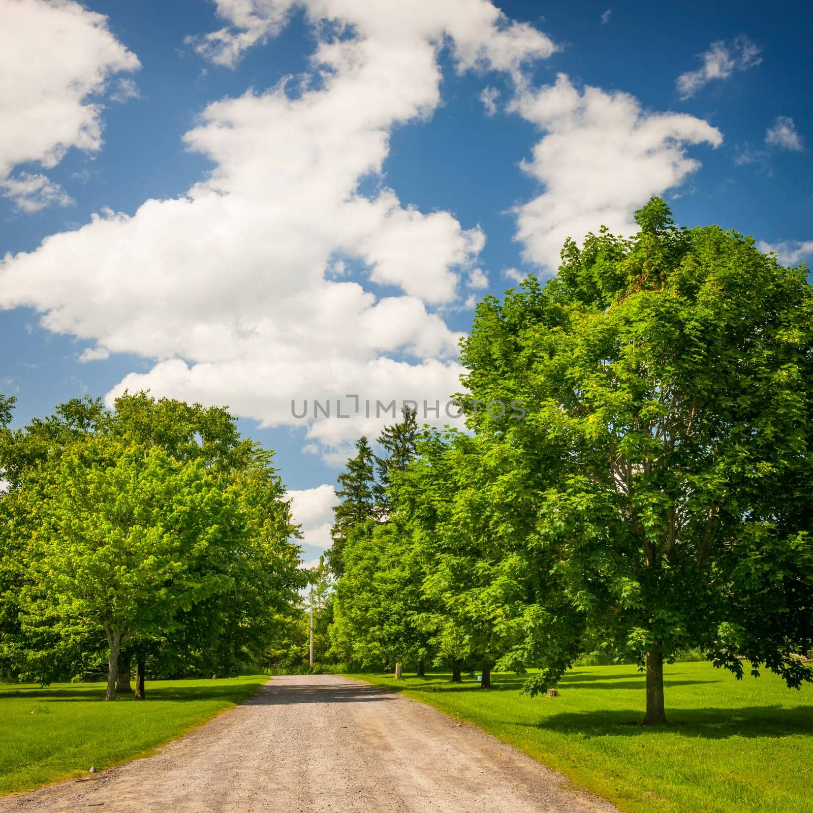 Summer landscape with rural road, lush maple trees and blue sky