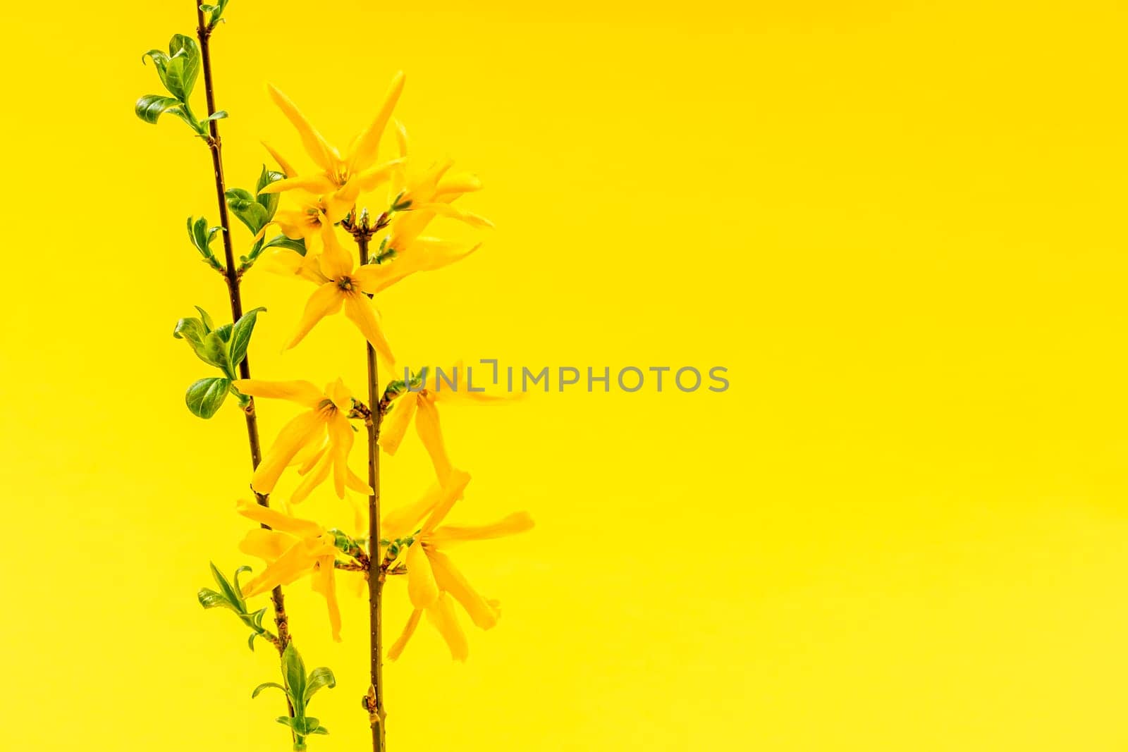 Spring yellow background with fresh forsythia flowers and branches