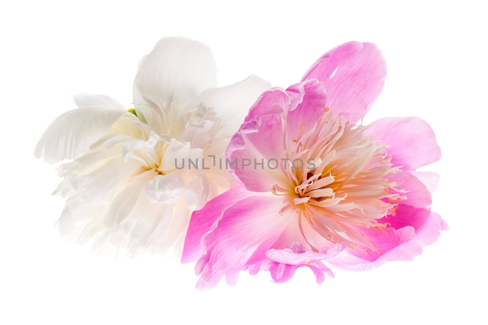 Two peony flowers isolated on white background