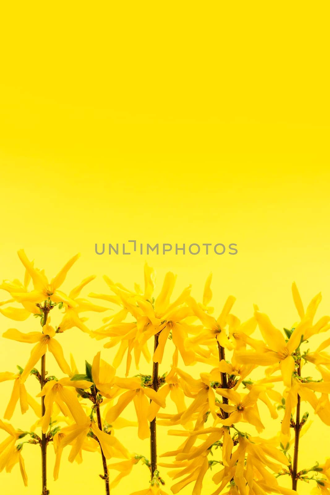 Spring yellow background with fresh forsythia flowers