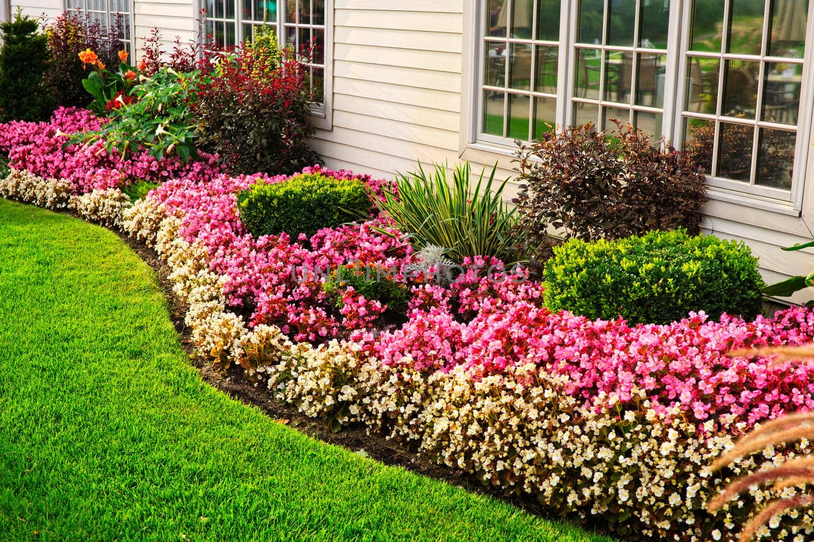 Flowerbed of colorful flowers against wall with windows