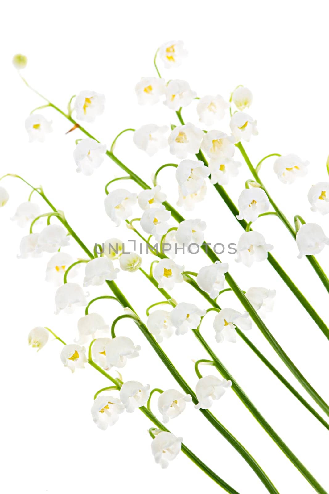 Lily of the valley flowers isolated on white background
