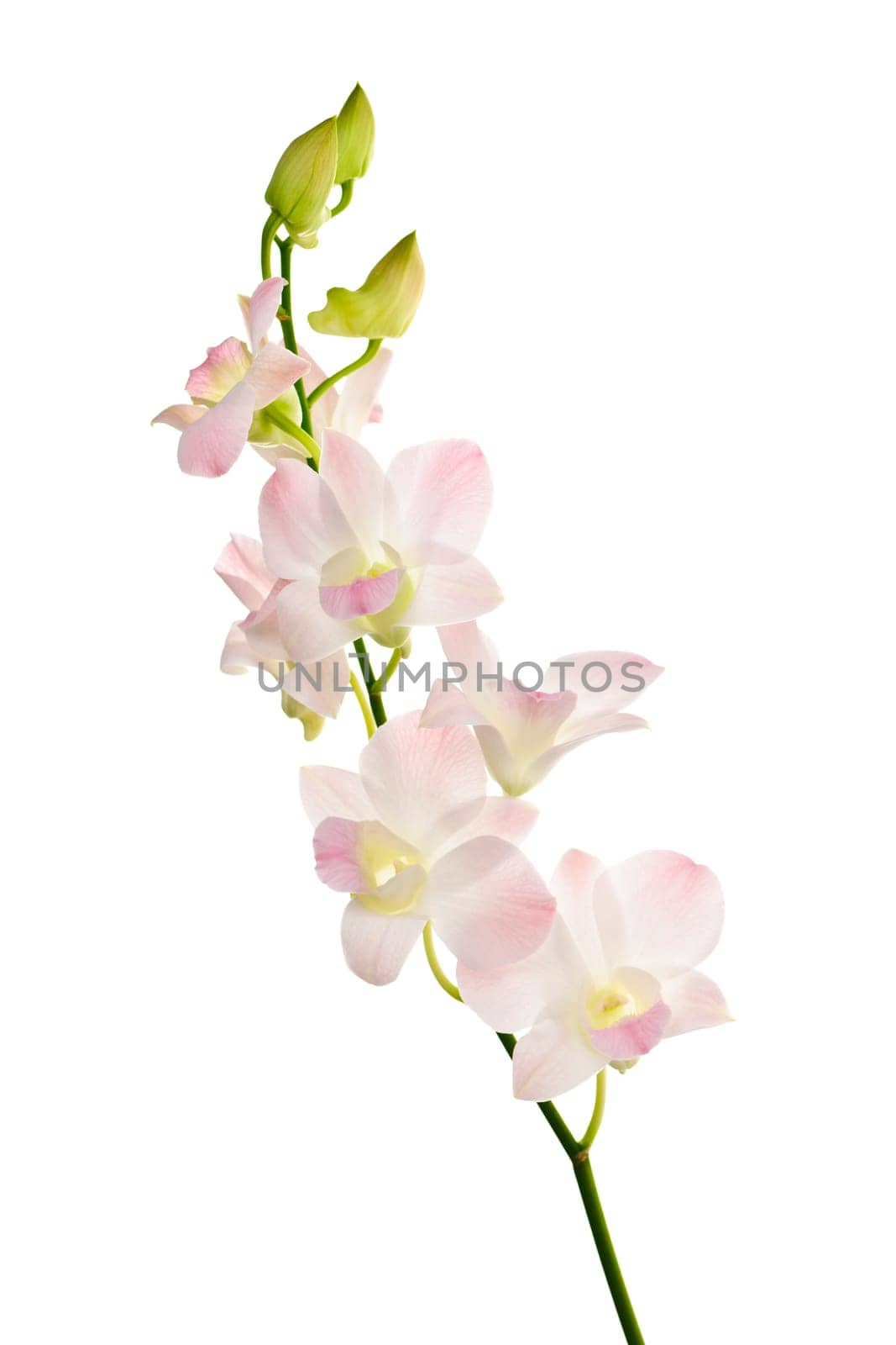 Branch of orchid flower blossoms isolated on white background
