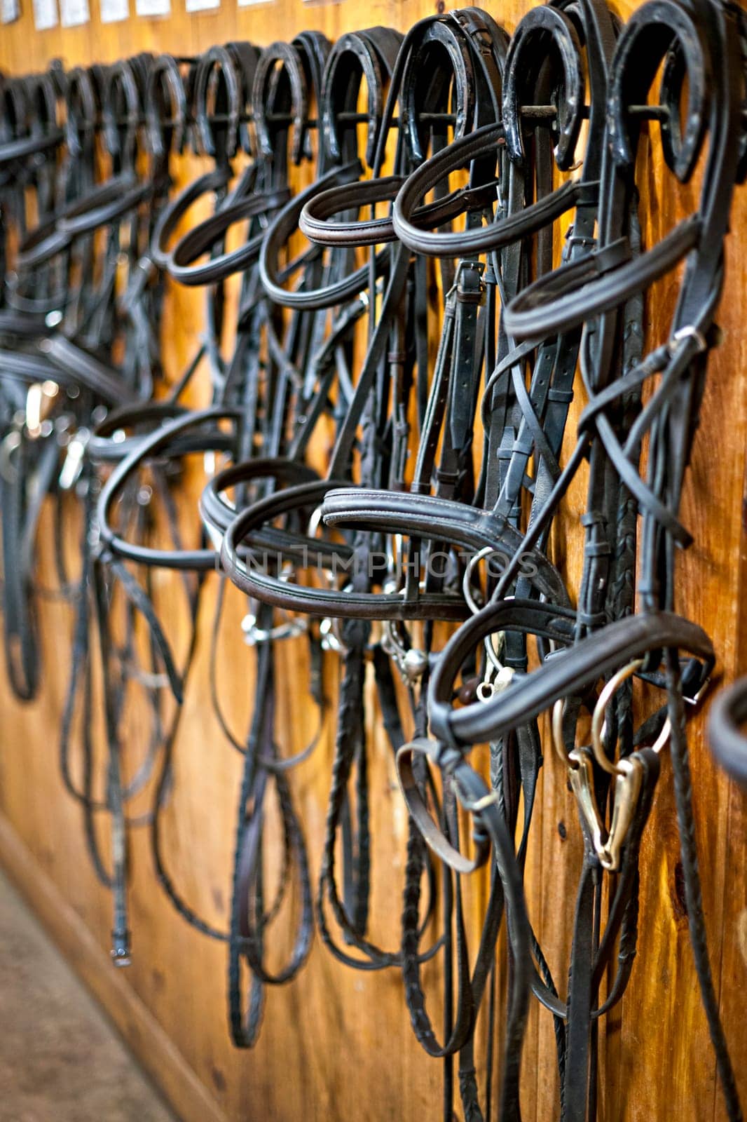 Leather horse bridles and bits hanging on wall of stable