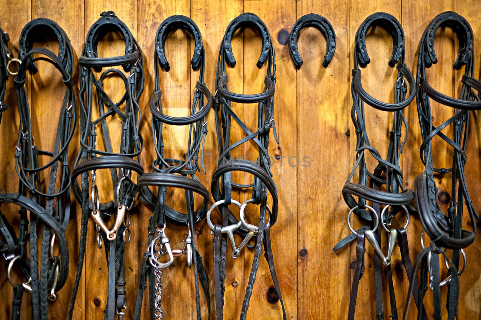 Leather horse bridles and bits hanging on wall of stable with one missing
