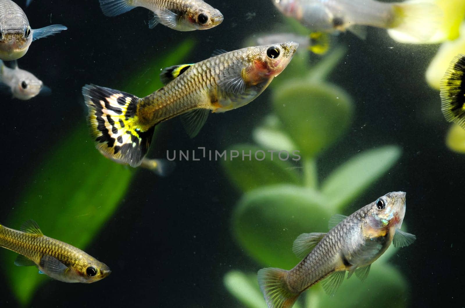 Guppy Multi Colored Fish in a Tropical Acquarium