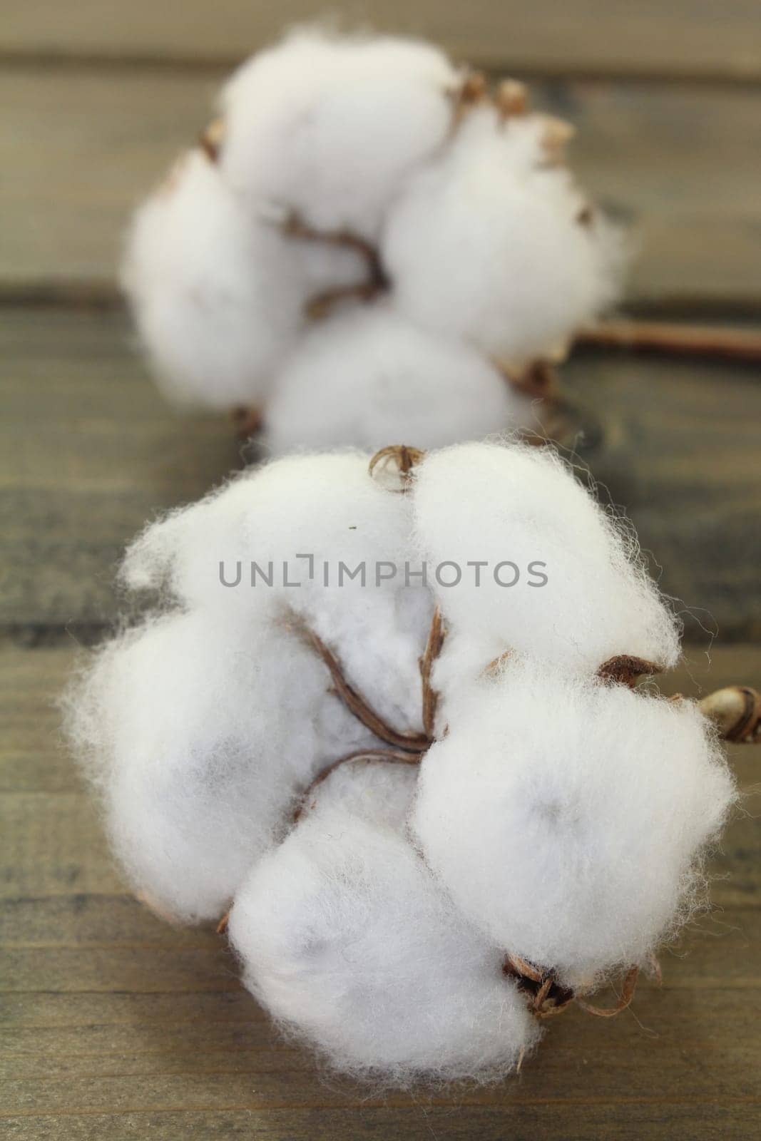 dried cotton flowers on a wooden board