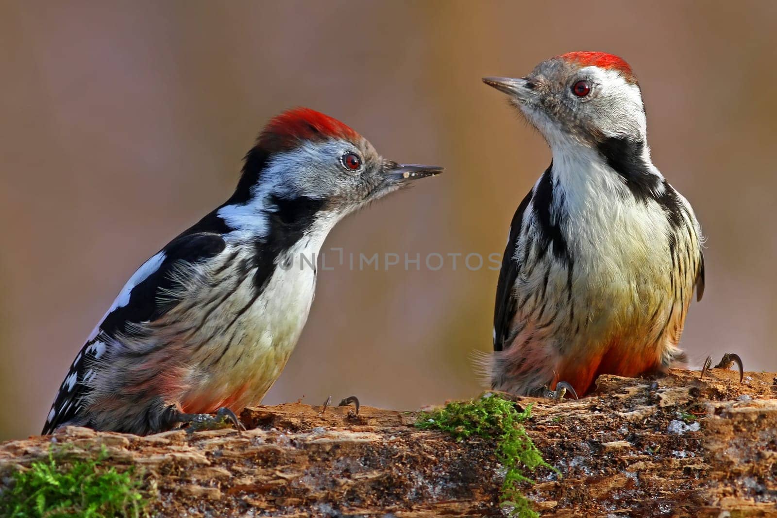 Mean woodpecker Dendrocopos medius