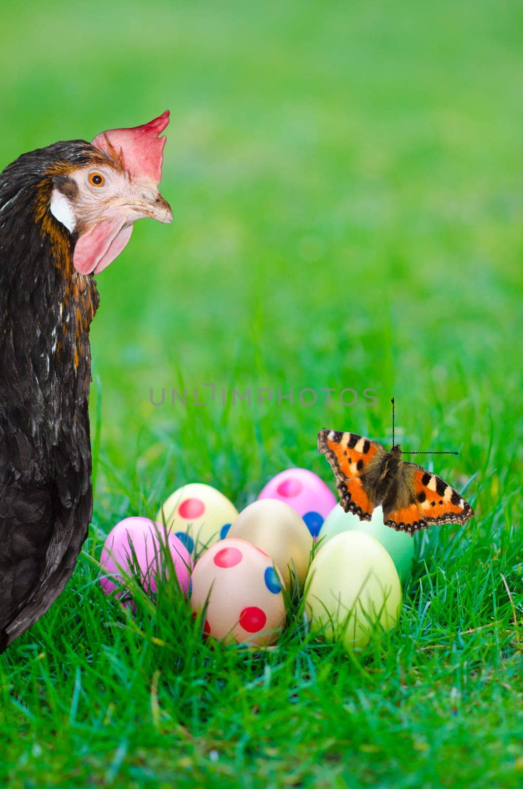 Hen with colorful Easter eggs and butterfly