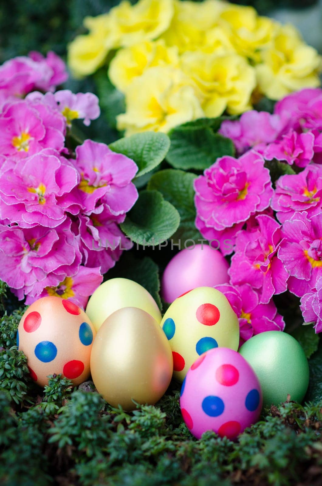colorful Easter eggs with primroses