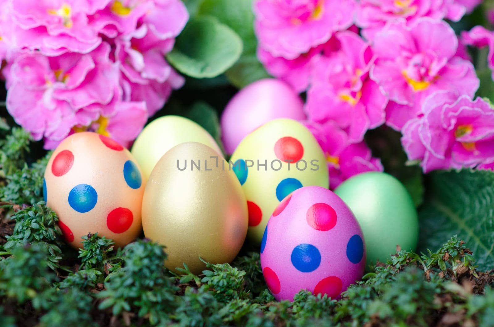 colorful Easter eggs with primroses