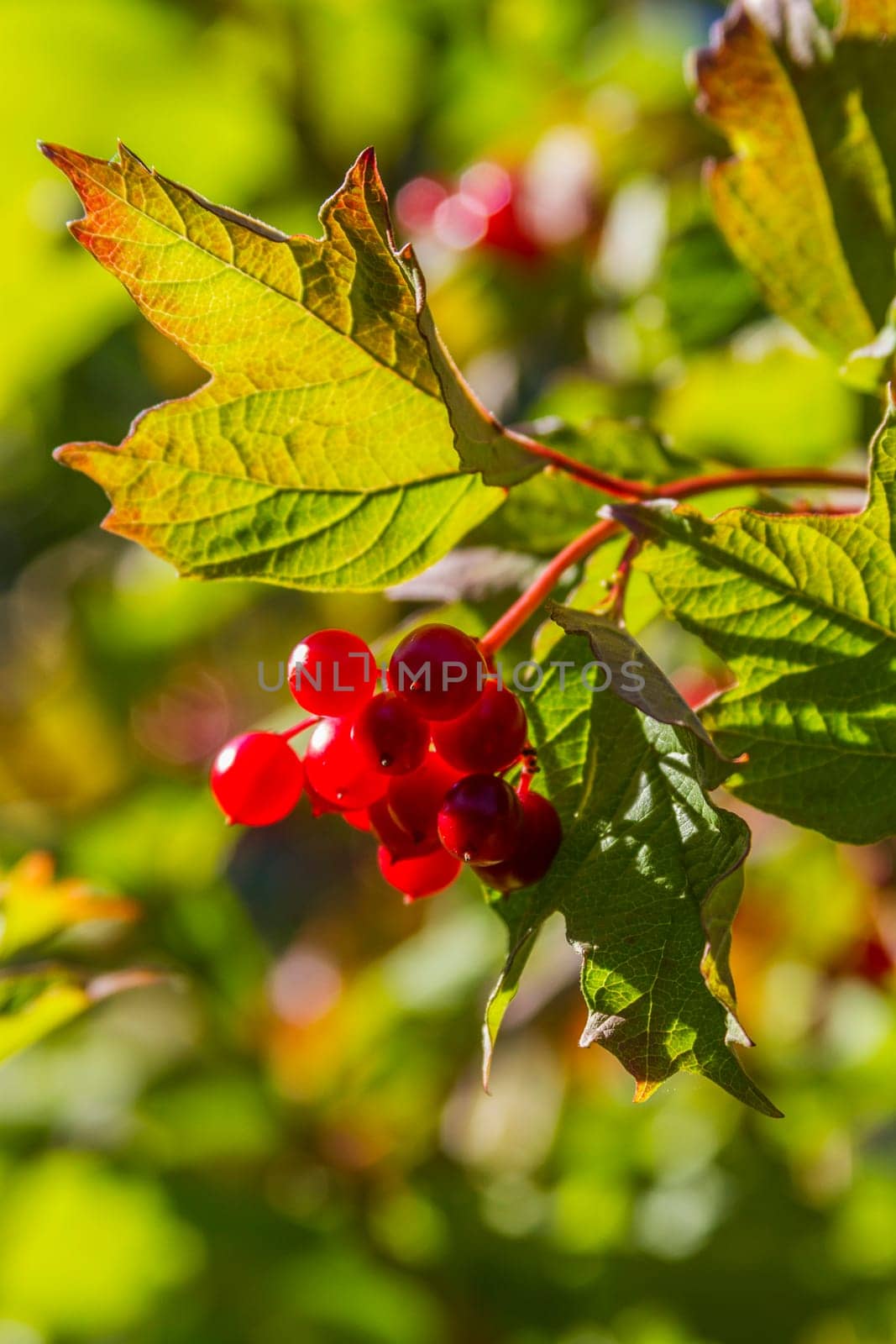 Bright red berries on tree