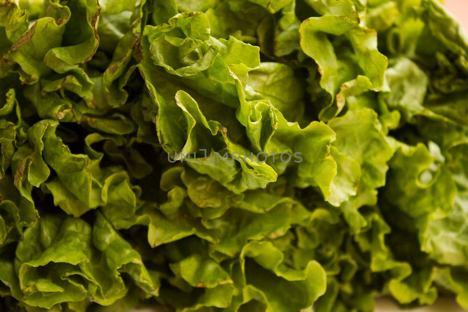 Green lettuce detailed photo close up.