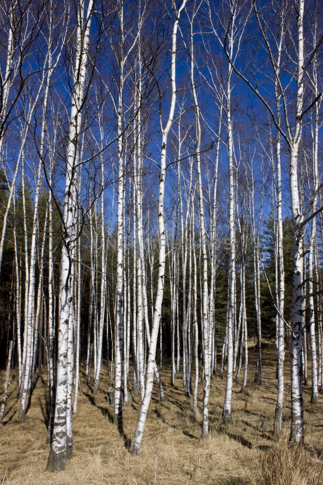 Britch tree forest at spring time.