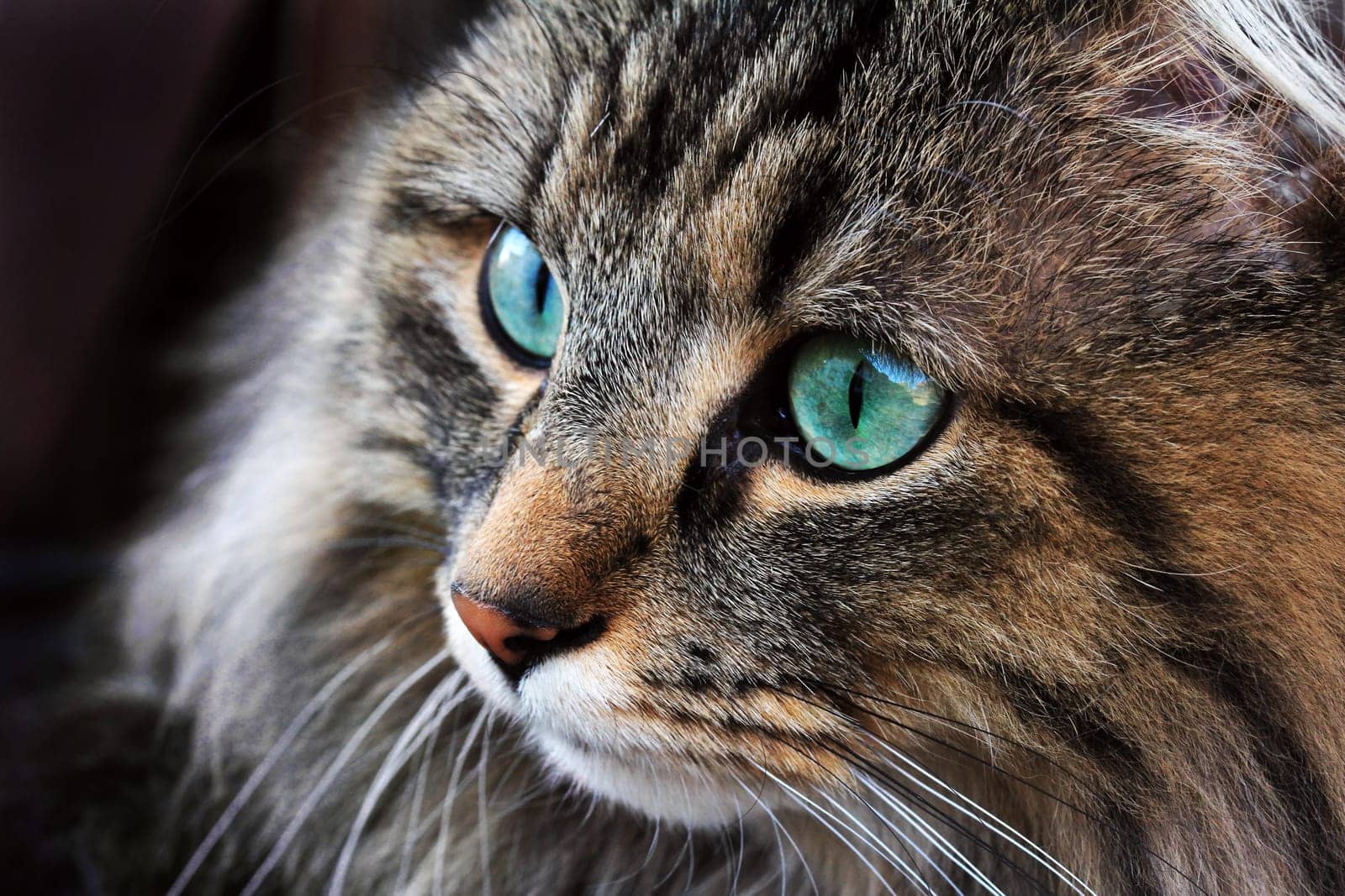 An intense look