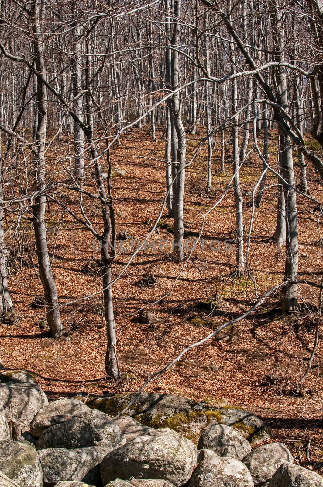 Moraines and leafless beech forest on late winter sunny day