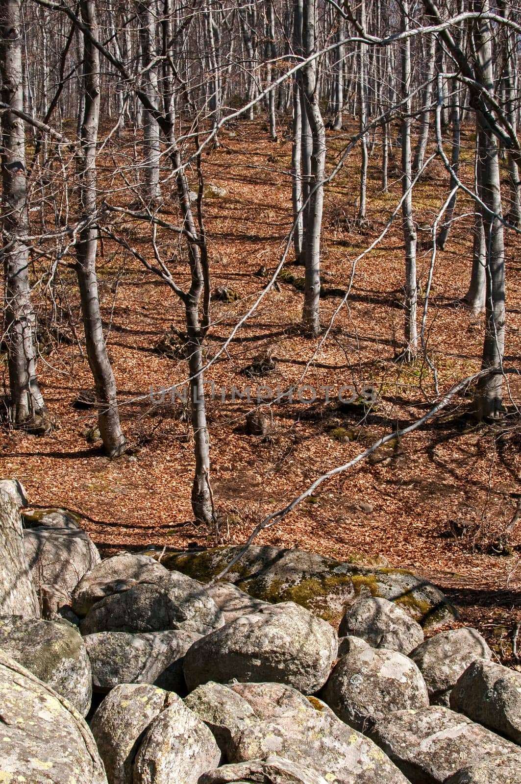 Moraines and leafless beech forest on late winter sunny day