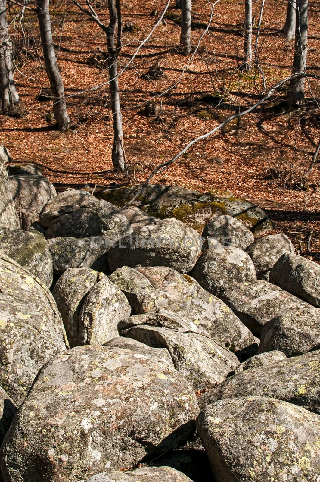 Moraines and leafless beech forest on late winter sunny day