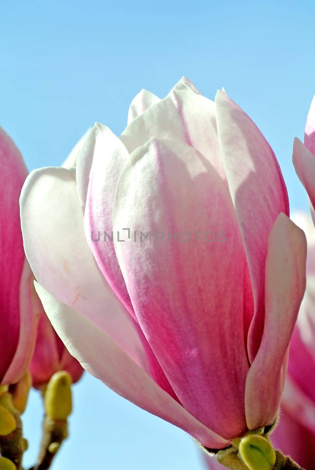 Magnolias Bloom