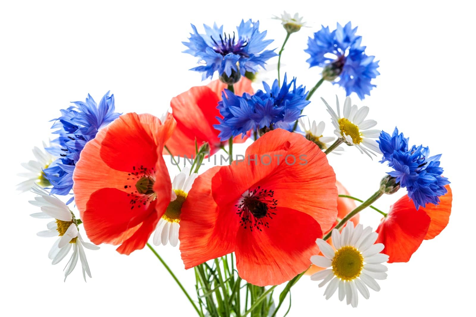 Bouquet of wildflowers - poppies, daisies, cornflowers - on white background, studio shot.